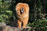 CHOW CHOW 340